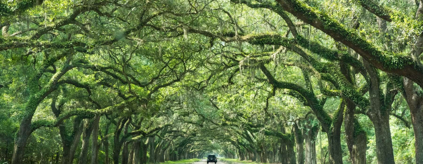 Live Oaks in Bluffton SC